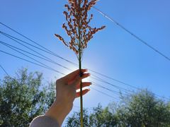 -庞各庄翠芳园西瓜蔬菜基地采摘园