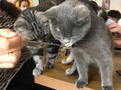 -平行世界·猫咖(首经贸店)
