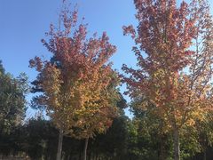 -北京西山国家森林公园