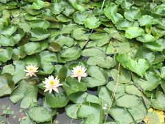 -大塘金香草谷