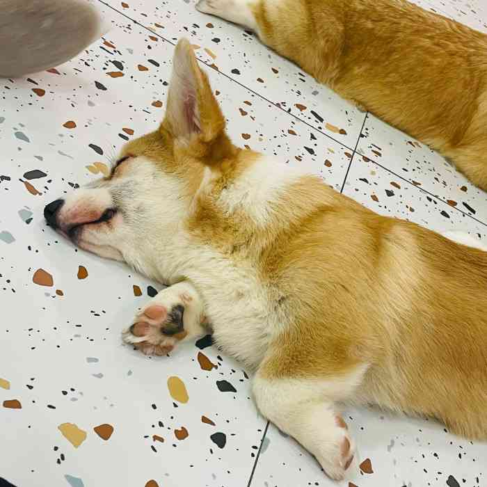 半拉柯基·柯基主题体验馆·休闲狗咖-"[薄荷]环境:大悦城电梯旁,挺大