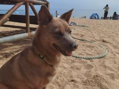 -日照灯塔风景区