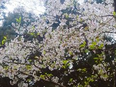 -武汉大学-樱园