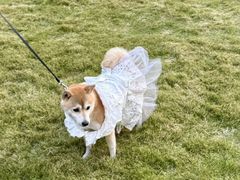 -上海神旺大酒店