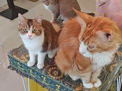 -平行世界·猫咖(首经贸店)