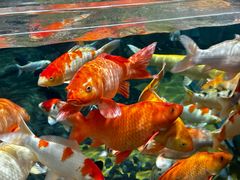 -上海海洋水族馆