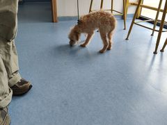 -博特宠物医院24h犬猫全科.骨科·异宠