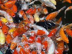 -正佳雨林生态植物园
