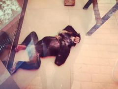 -大连森林动物园