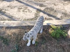 -石家庄市动物园