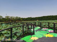-大湾区中央湿地公园
