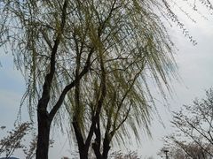 -羊山湖公园