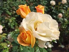 -上海共青森林公园