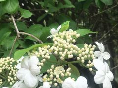 -新虹桥中心花园