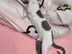 -猫十亿·布偶金渐层·曼基康矮脚猫舍(青年路店)