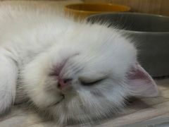 -屋虎猫馆(宝安大仟里店)