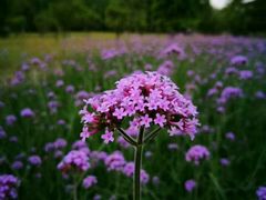 -艾溪湖湿地公园