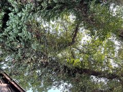 -星巴克(福州三坊七巷店)