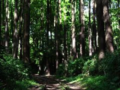 -上海共青森林公园