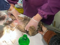 -A猫a狗全科·犬猫异宠·芥西宠物医院(南开总院)