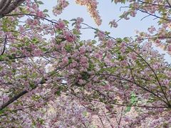-莲花池公园