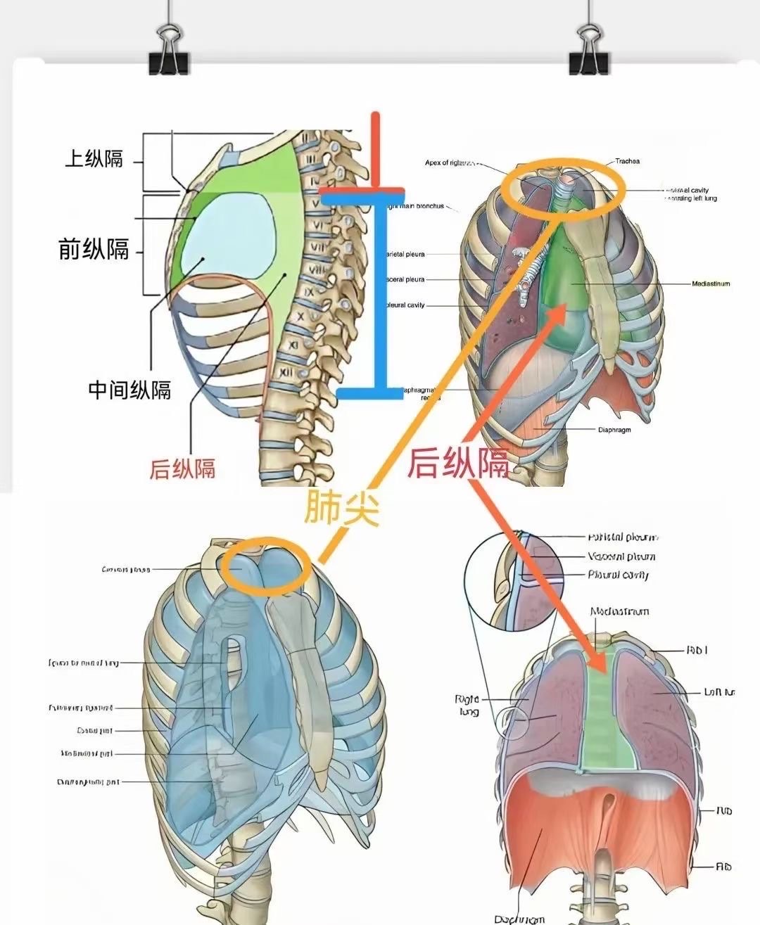 胸腔正中胸骨硬凸起图片