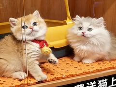 -欣宠猫屋·矮脚拿破仑·蓝金金渐层