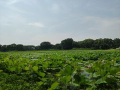 -洪湖生态旅游区