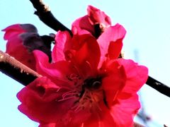 -南国桃园旅游度假区