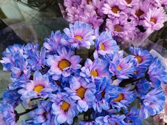 -双季花艺园艺市场(浦东店)