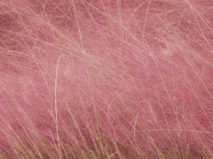 -春花秋色城市公园