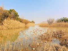 -上海吴淞炮台湾国家湿地公园
