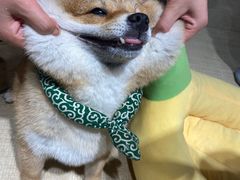 -逗柴咖啡屋·狗咖猫咖宠物桌游
