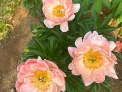 -洛阳市隋唐城遗址植物园