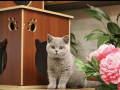 -Bastet sally猫舍购宠(静安店)