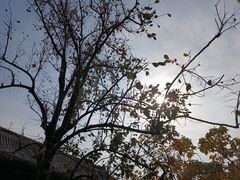-雍和宫