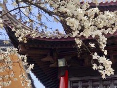 -灵谷景区
