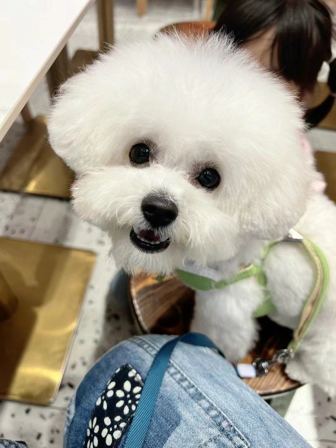 比熊泪痕小知识分享,能帮一个是一个