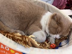 -伟伟宠物医院·CT影像中心·瑞派犬猫综合性门诊(汉口总院)