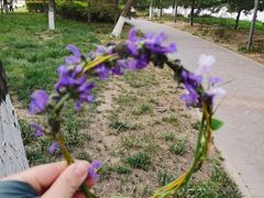 -大兴滨河森林公园