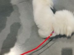 -牧马人宠物医院