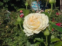 -亚龙湾国际玫瑰谷