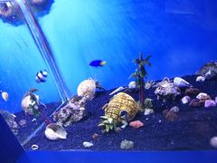 -芜湖新华联大白鲸海洋公园