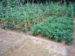 -延安杨家岭革命旧址