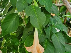 -北京植物园-展览温室