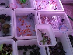 -宝鸡东道花鸟鱼虫市场(吉利花园商场店)