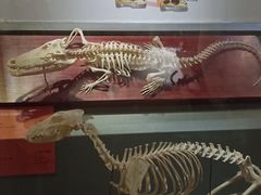 -国家自然博物馆