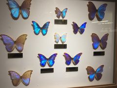 -上海昆虫博物馆