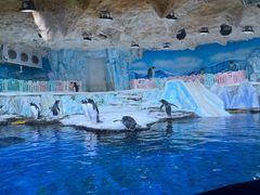 -海合安青岛极地海洋公园