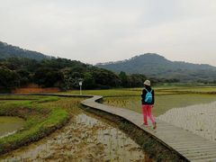 -艾米稻香小镇